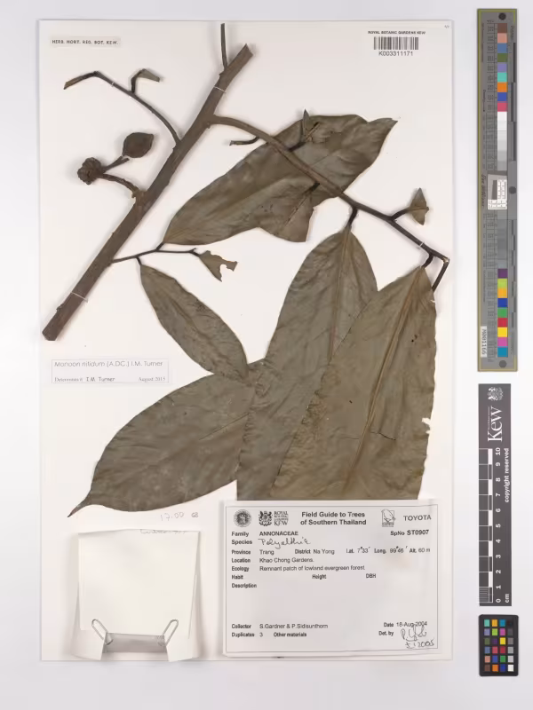 Monoon nitidum