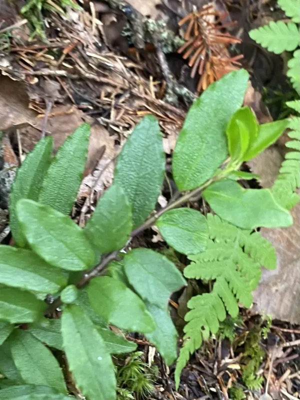 Rugose holly