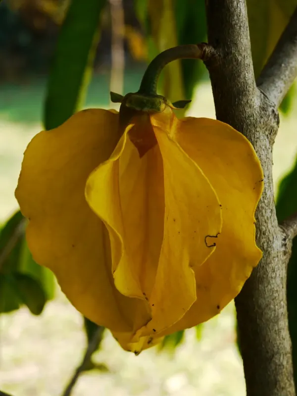 Goniothalamus giganteus
