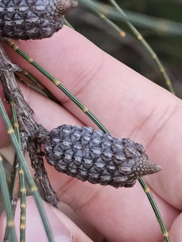 Allocasuarina distyla