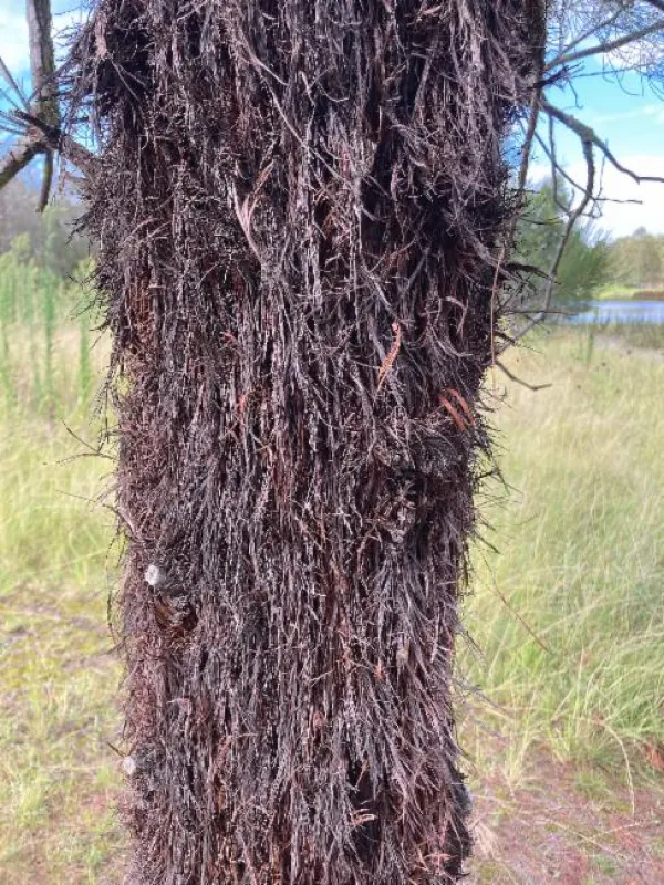 Allocasuarina inophloia