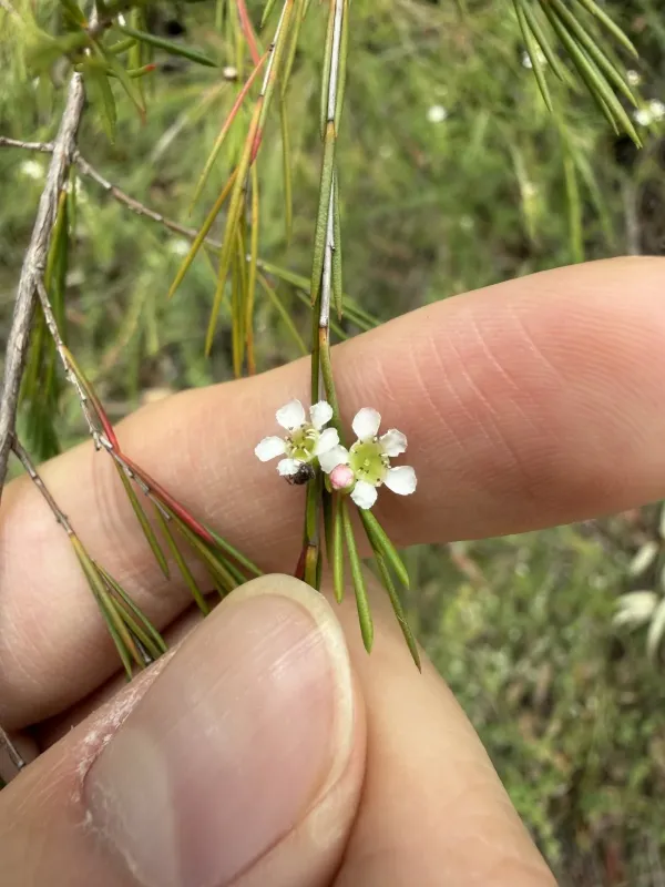 Baeckea linifolia