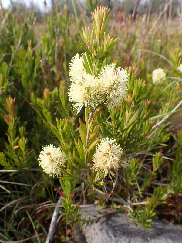 Callistemon pityoides