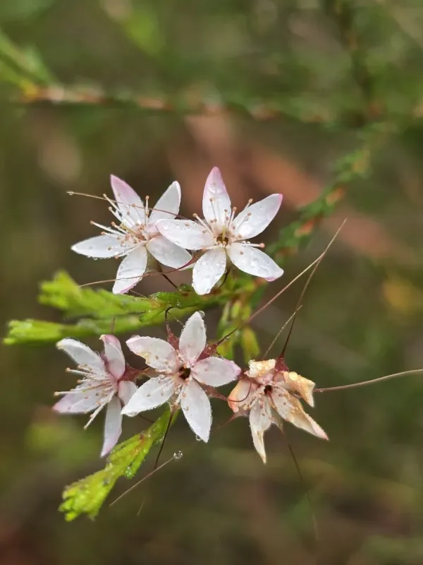 Calytrix tetragona