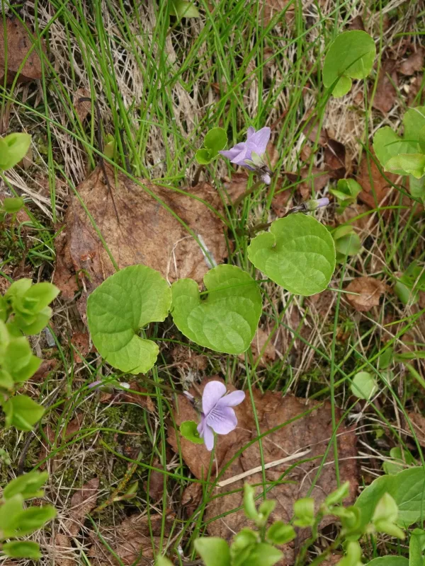 Viola epipsiloides