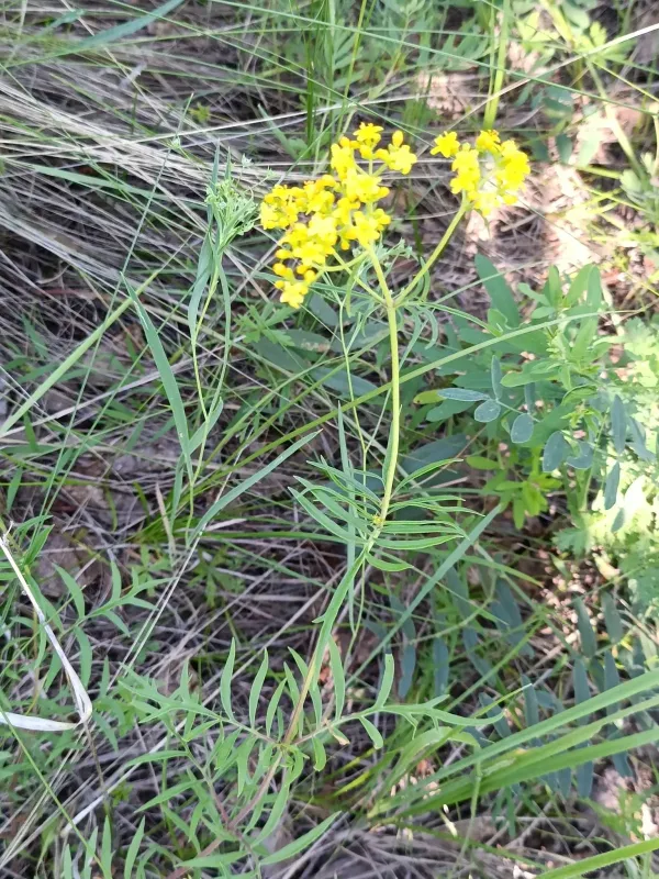 Patrinia rupestris