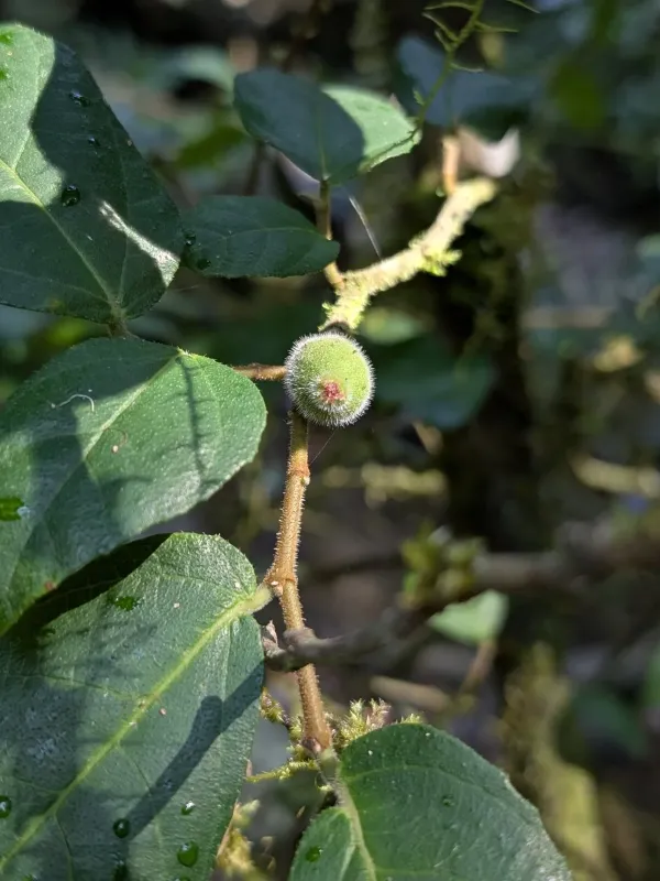 Ficus coronata