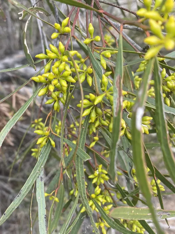 Green mallee