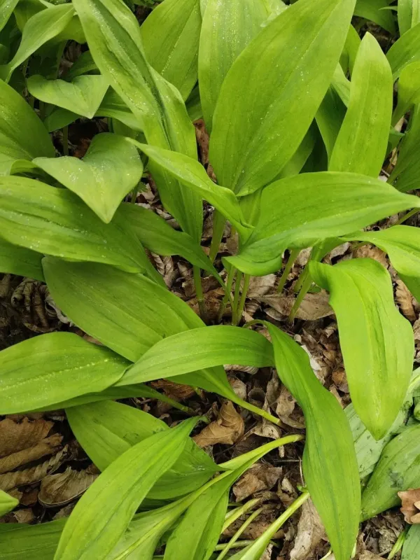 Victory onion