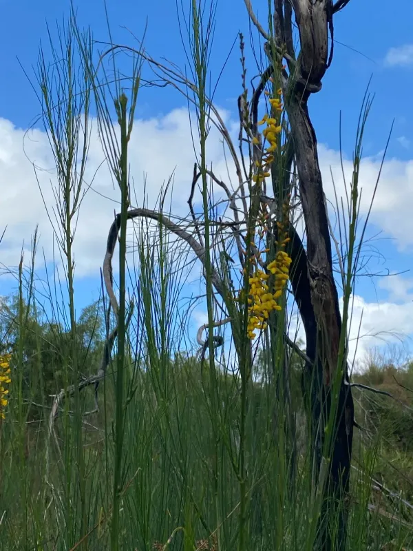 Viminaria juncea