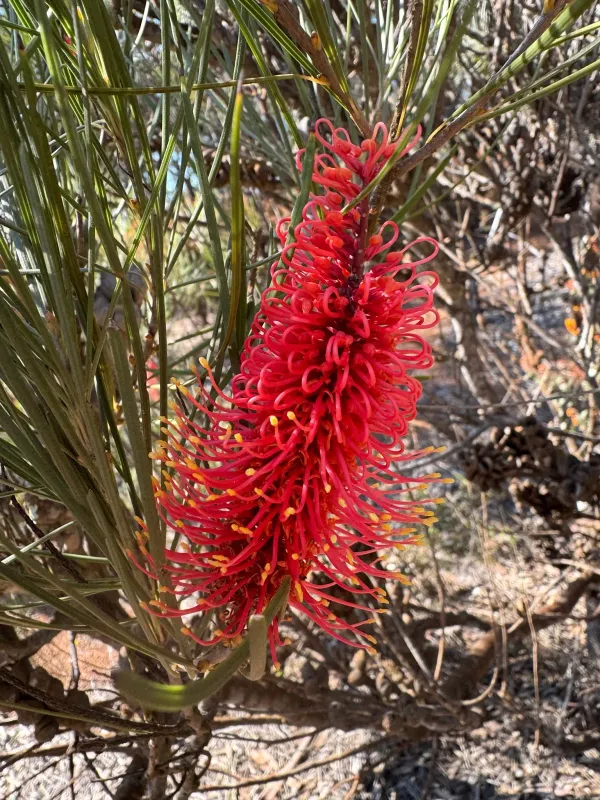 Hakea bucculenta
