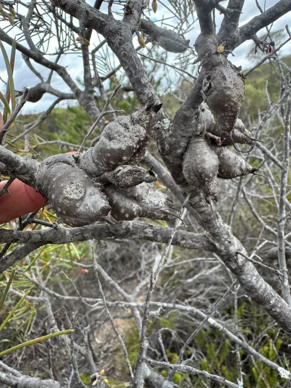 Warty-fruited hakea