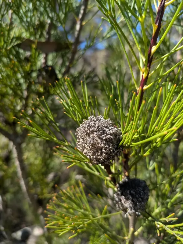 Isopogon anethifolius