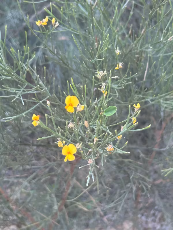 Jacksonia scoparia