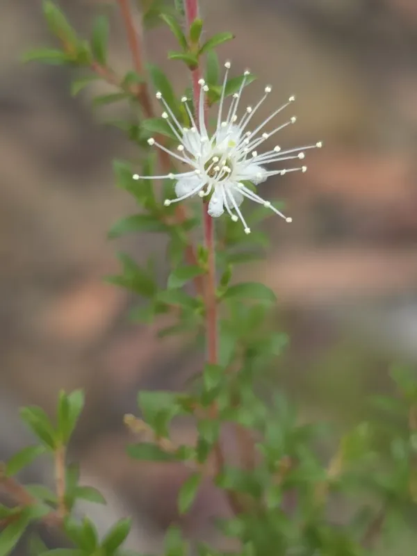 Kunzea ambigua