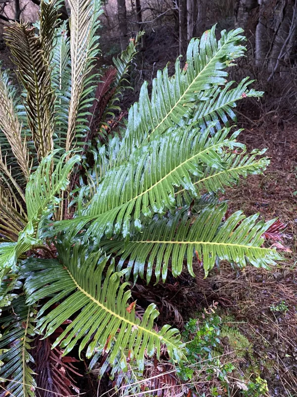 Magellanic blechnum