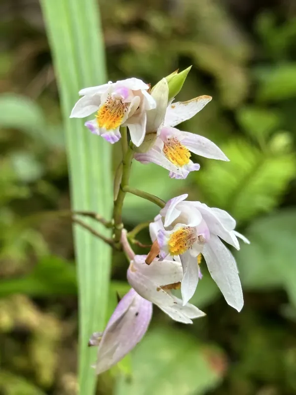 Bletilla formosana