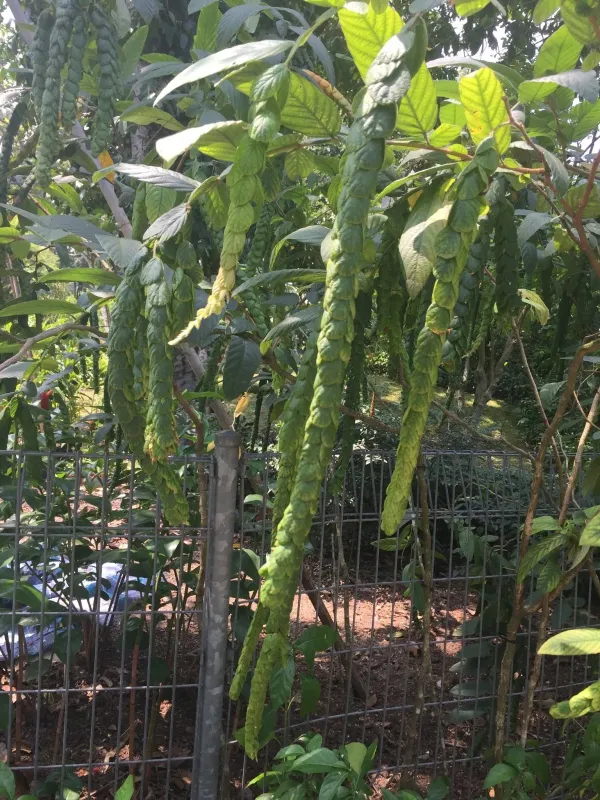 Phyllodium longipes