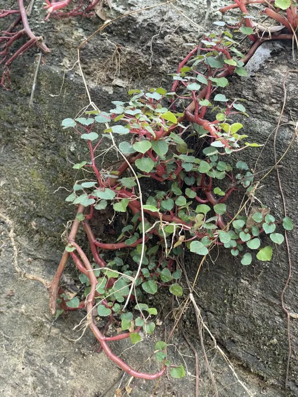 Impatiens repens