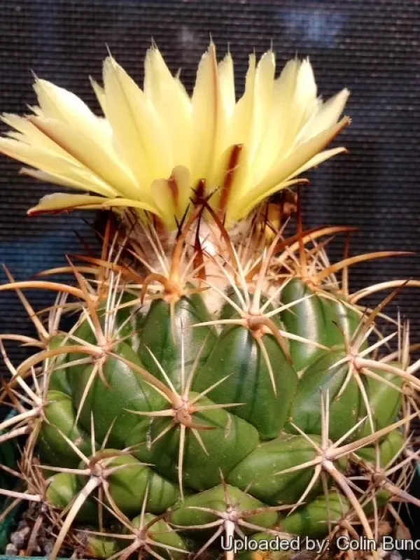 Coryphantha pycnacantha