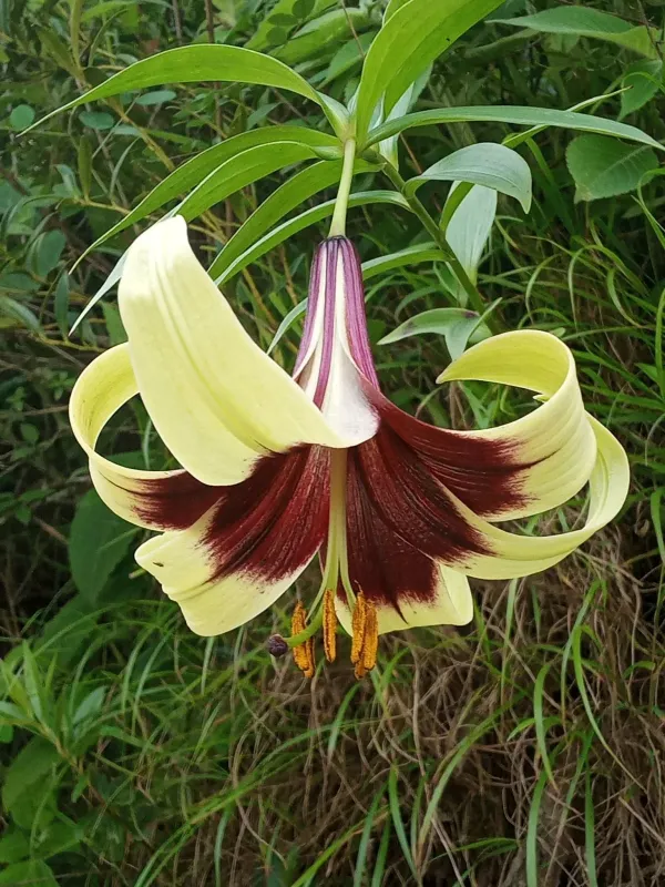 Nepal lily