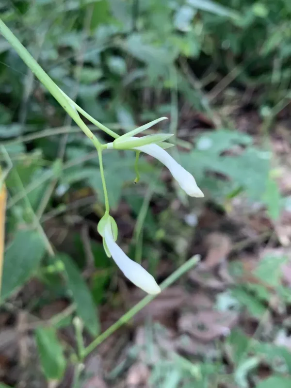 Maranta gibba
