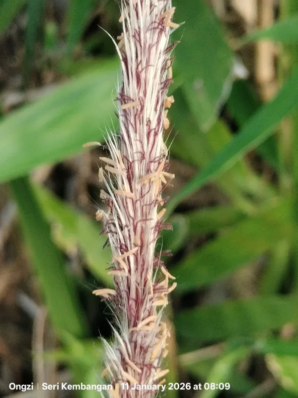 Cogon grass