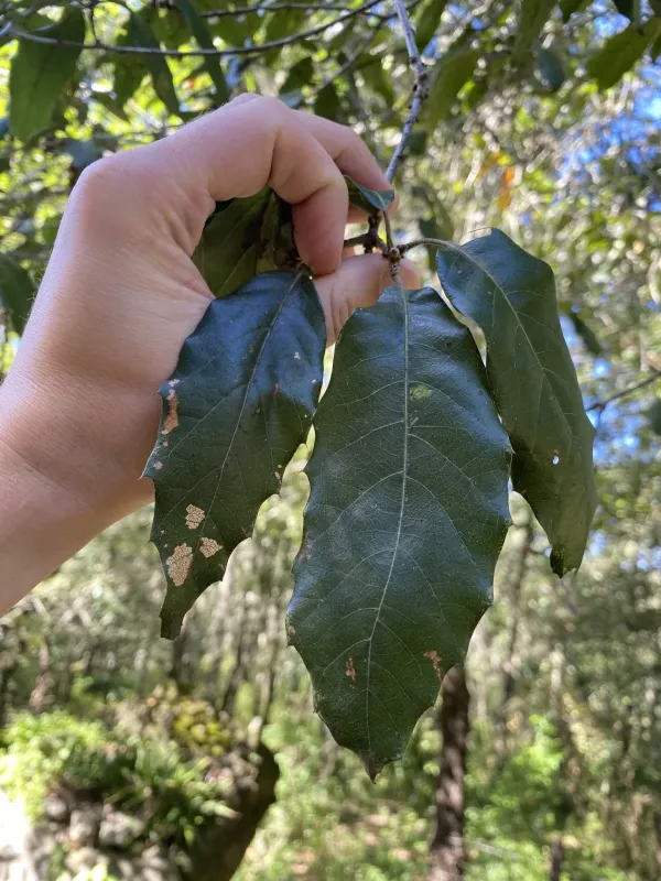 Affine oak