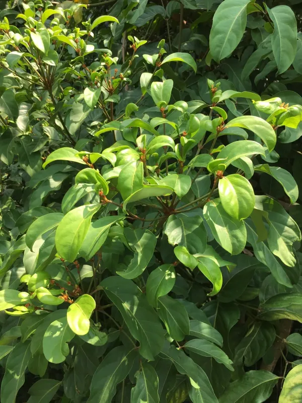 Polyscias diversifolia