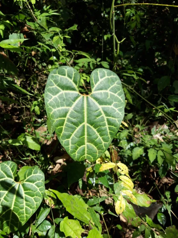 White-veined Dutchman's pipe