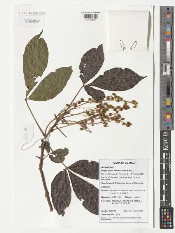 Allophylus pseudopaniculatus