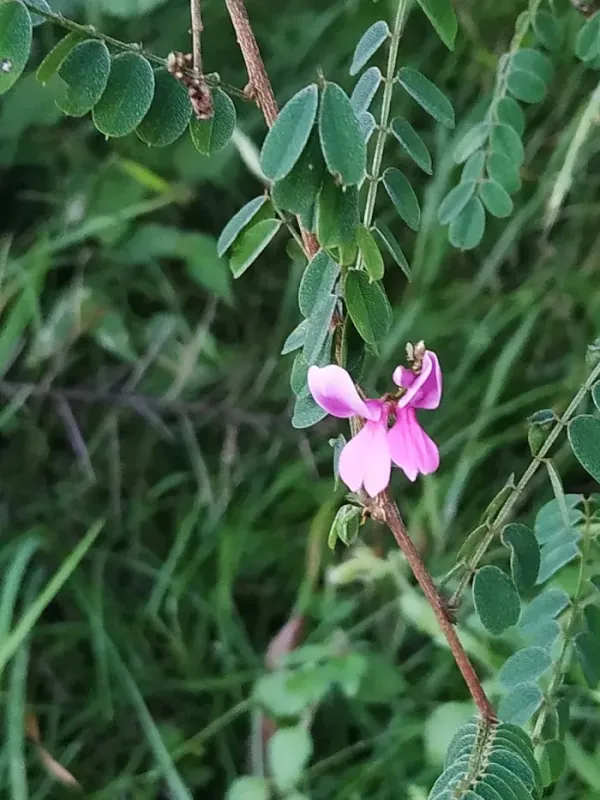 Himalayan indigo