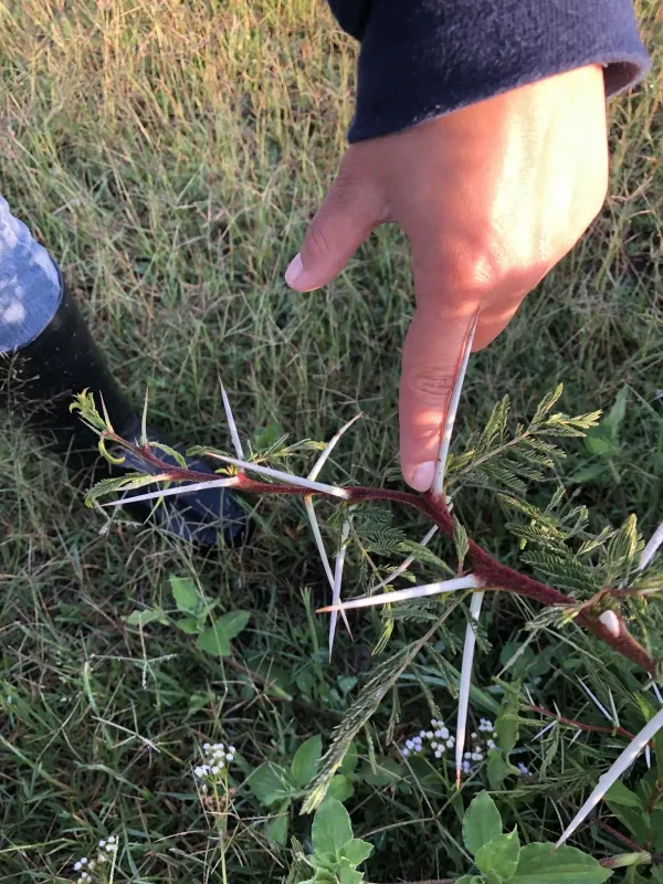 Вачеллія Кірка
