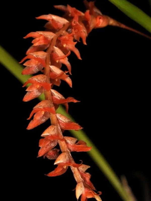 Dendrochilum wenzelii