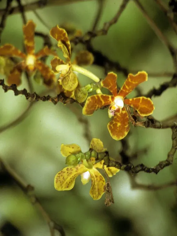 Dimorphorchis beccarii
