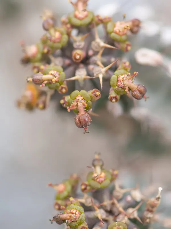 Spiral Spurge