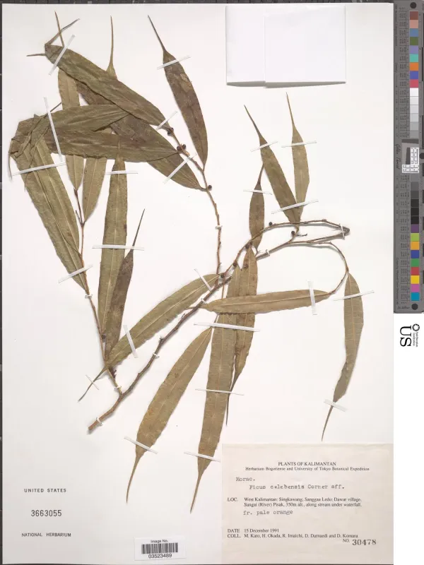 Фікус целебенсис
