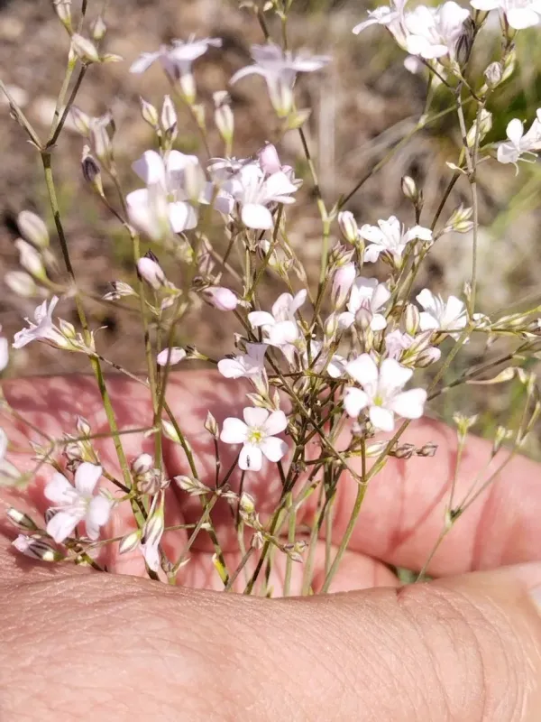 Gypsophila patrinii
