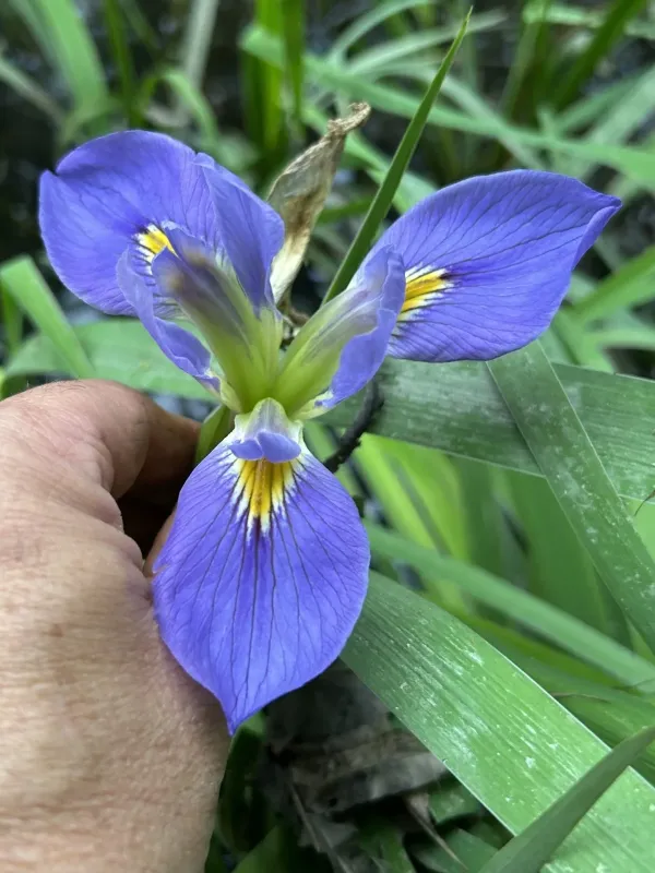 Zigzag iris