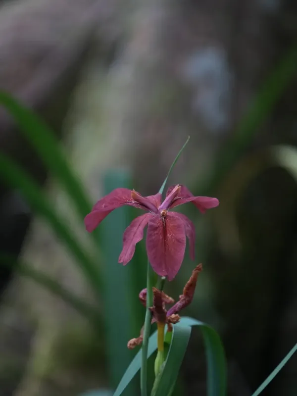 Iris nelsonii