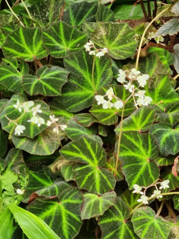 Begonia solimutata