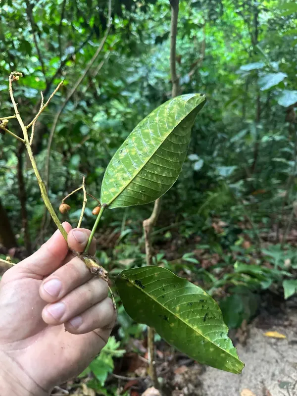 Bhesa paniculata