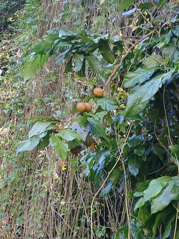 Polynesian chestnut