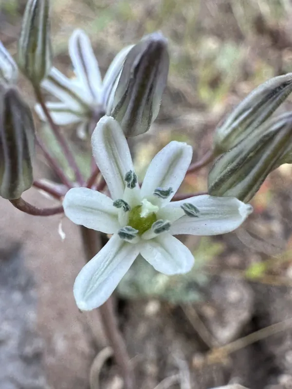 Muilla transmontana