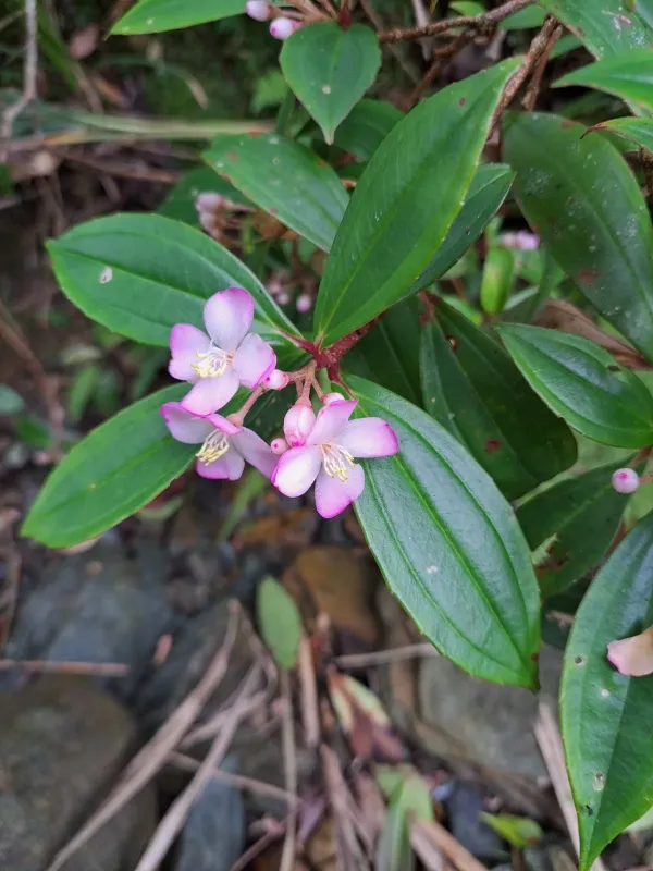 Medinilla fengii