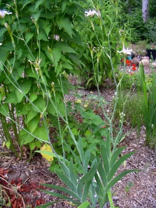Vesper iris
