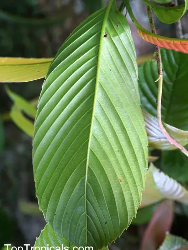 Tetracera fagifolia
