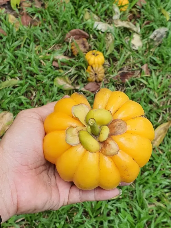 Garcinia atroviridis