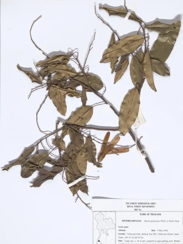 Shorea gratissima