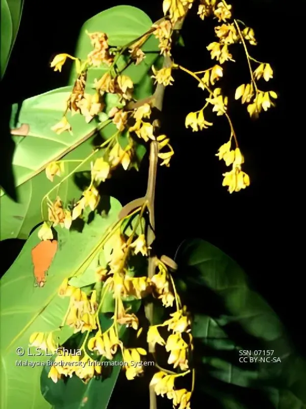 Hopea apiculata